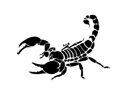 Vector scorpion illustration for logo and tattoo