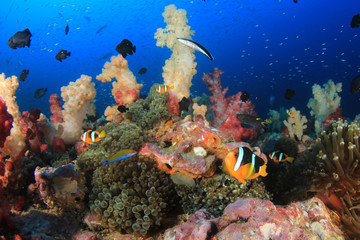 Underwater coral reef and fish 