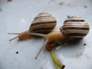 garden snails horns and shell houses