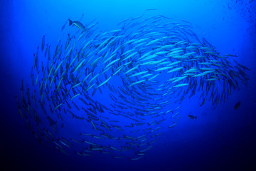 Fototapeta na wymiar School of Barracuda fish 