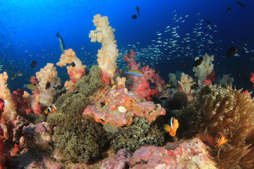 Plakat Underwater coral reef and fish 
