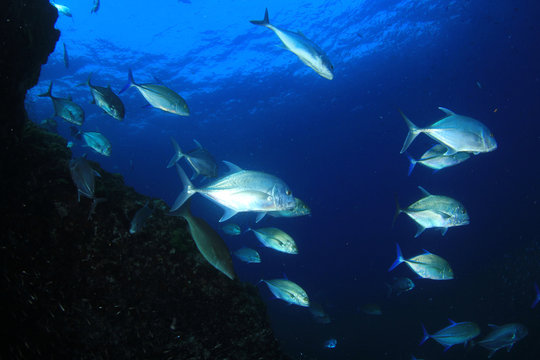 Tuna fish in ocean 