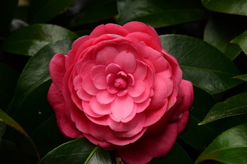  Camellia