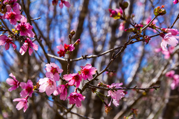 Cherry Blossoms with blue sky
