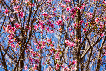 Cherry Blossoms with blue sky