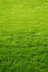 Green grass, vertical photo.