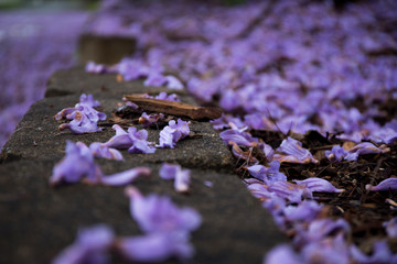 Fallen jacaranda blossoms