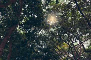 Forest for the Trees