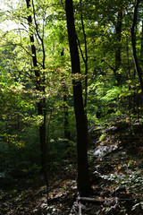 Trees in a Forest in Westchester, New York