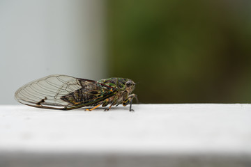 A closeup of a Cicada with space for text