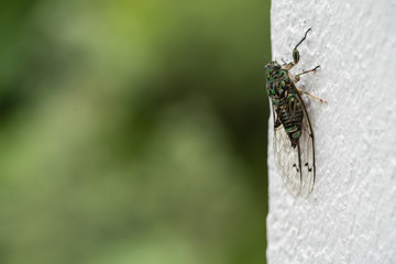 A closeup of a Cicada with space for text