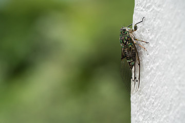 A closeup of a Cicada with space for text