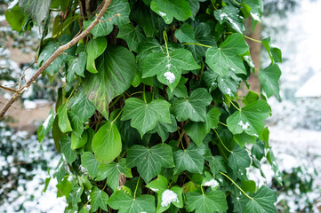 Winding  ivy with green leaves crawling up the tree, against the backdrop of suddenly fallen snow, in early spring.