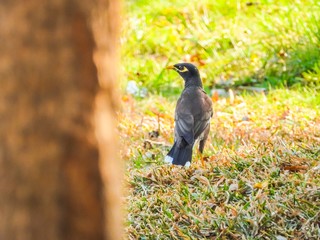 Common Myna is on the ground.