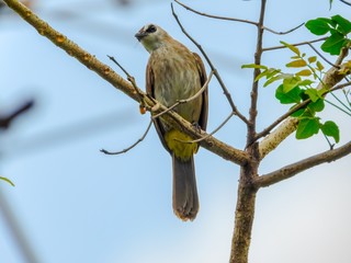 Obraz premium streak-eared bulbul is on the tree.