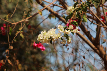 White red flower in the plant