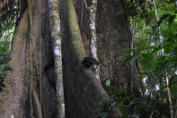 Fototapeta premium Vulture in a tree