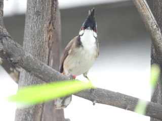 red whiskered bulbul is on the tree.
