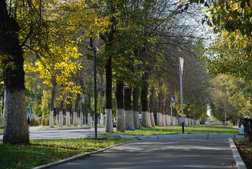 Obraz premium city street with rows of trees along the road