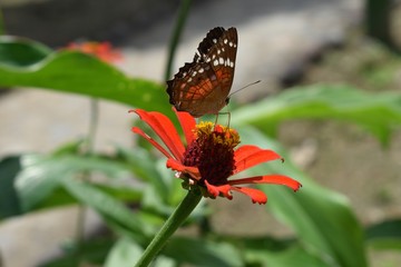 Butterfly of an orange flower