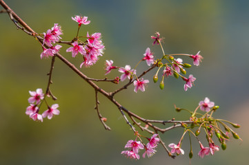 Fototapeta na wymiar Wild Himalayan Cherry on green background.
