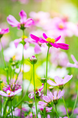 Obraz na płótnie Canvas Pink Cosmos flowers field in cozy home garden on summer.