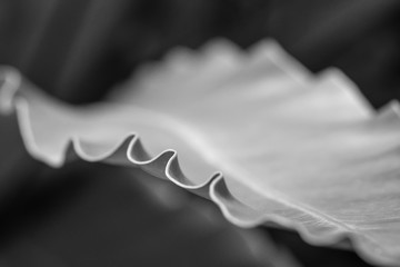 Close up nature view of green leaf