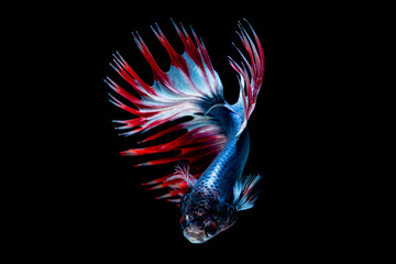 Obraz na płótnie Canvas Betta fish Fight in the aquarium