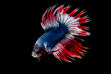 Betta fish Fight in the aquarium