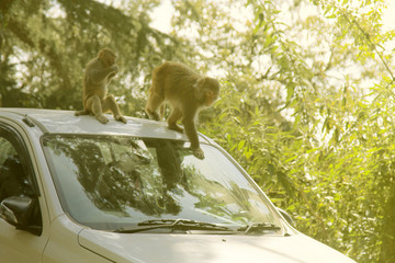 Macaques attacking tourists in car in order to beg for food
