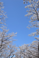 Cherry blossoms and blue sky