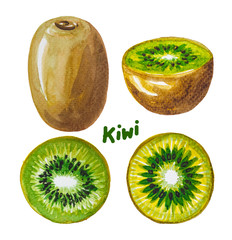 Fototapeta na wymiar Kiwi fruit painting.Painted with watercolor.