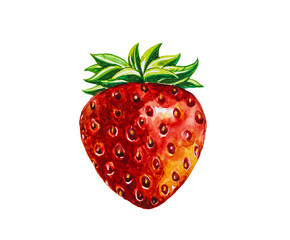 Strawberry fruit painting.Painted with watercolor.