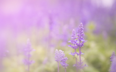 field of fresh violet salvia flowers in the garden