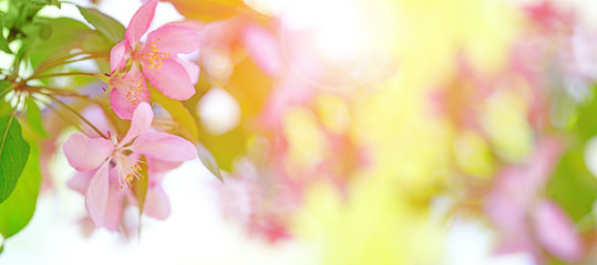 Pink and yellow background with blossom blooming in springtime. Magic branch of blossom flowers with pink and red petals on background of blue sky. Apple tree flowers blooming. Blossoming cherry tree