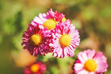 Fototapeta premium bright blooming flowers. tinted.