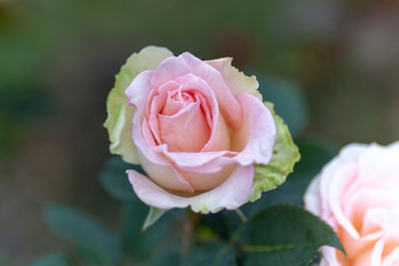 Pink rose in garden