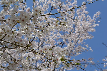 Cherry blossoms and blue sky