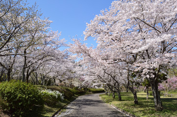 Cherry blossom trees and blue sky