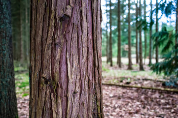 Trunk of evergreen thuja with red-brown bark, against the background of the forest, spring cloudy day.