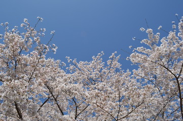 Cherry blossoms and blue sky
