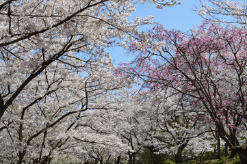 Cherry blossoms and blue sky