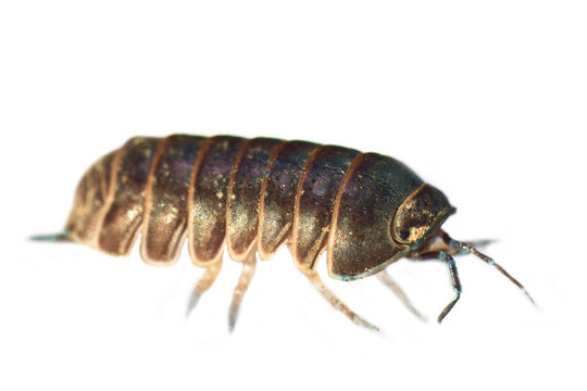 The sow bug (wood louse) in ultra close-up
