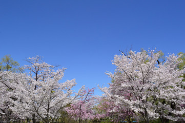 Cherry blossoms and blue sky