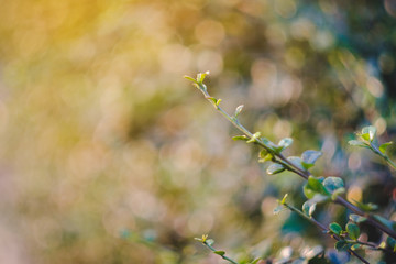 Closeup nature view of green leaf on blurred greenery background