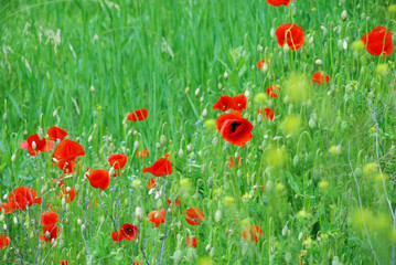 field of poppies