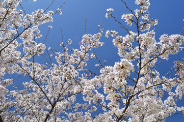 Cherry blossoms and blue sky