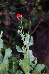  a blooming garden poppy