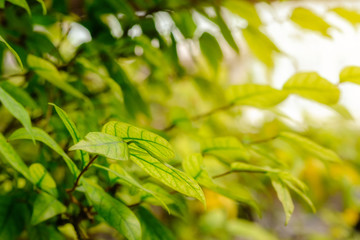 Close up nature view of green leaf