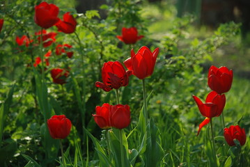 field of red poppies translucent in the sun